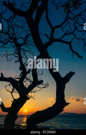 Baum-Silhouette in Portlock, Sonnenuntergang auf Oahu, Hawaii, USA. Stockfoto