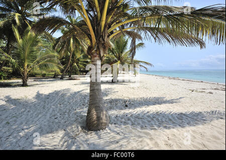 Palm-Blick auf das Meer am weißen Sandstrand Stockfoto