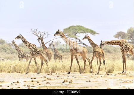 Gruppe von Giraffen in Amboseli Stockfoto