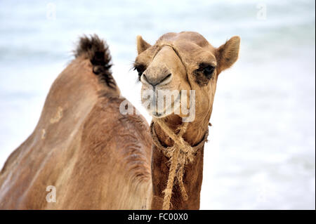 Aufmerksamen lustige Kamel Stockfoto