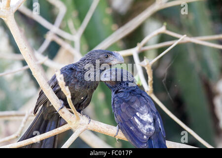 Glatt-billed ani Stockfoto