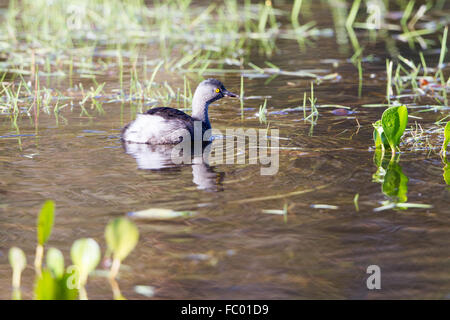 Wenigsten grebe Stockfoto