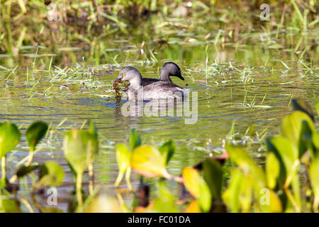 Wenigsten grebe Stockfoto