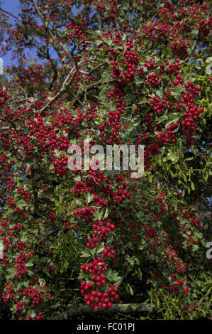 Gemeinsamen Weißdorn Stockfoto