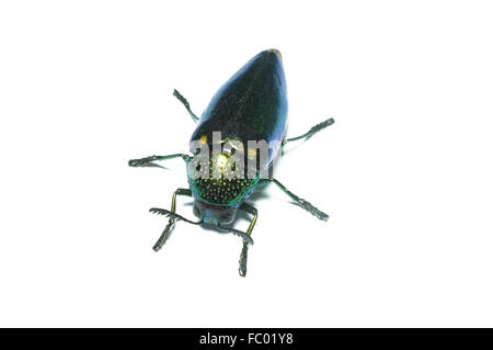 Juwel-Käfer, Metallic, Holz-langweilig Käfer in Thailand Stockfoto