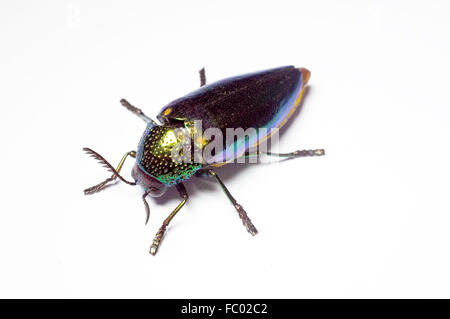 Juwel-Käfer, Metallic, Holz-langweilig Käfer in Thailand Stockfoto