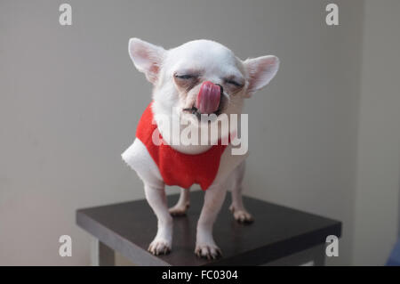 Chihuahua in rotes Hemd sitzt Stockfoto