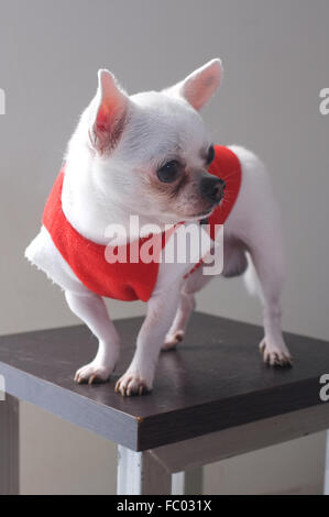 Chihuahua in rotes Hemd sitzt Stockfoto