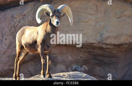 Eine männliche Wüste Dickhornschafe (Ovis Canadensis) in Tucson, Arizona-Sonora-Wüste Stockfoto