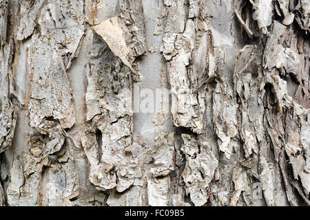 Alte Holz Baum Textur Hintergrundmuster Stockfoto