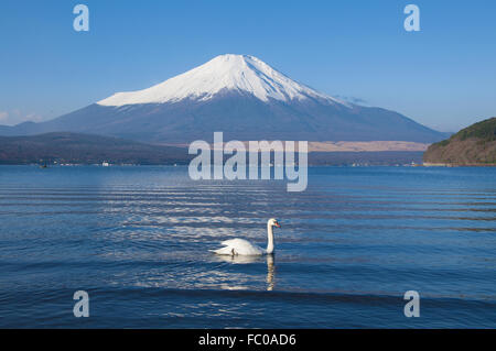 Mt. Fuji und weißen Schwan am Yamanaka-See, Yamanpaka City, japan Stockfoto