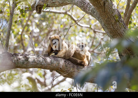 Weibliche schwarze Brüllaffe mit jungen Stockfoto