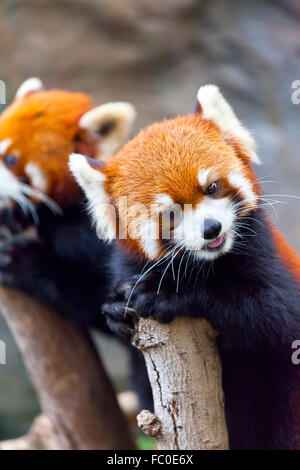 Roter Pandabär Stockfoto