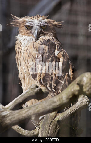 Buffy Fisch-Eule (Ketupa Ketupu) in einem zoo Stockfoto