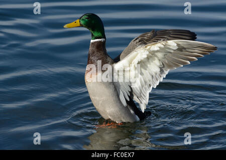 Mallard Duck Drake Flügel nach dem Baden trocknen ausbreitet Stockfoto