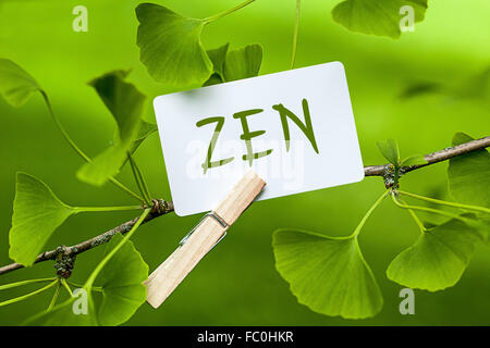 Das Wort "ZEN" in einem Ginkgobaum Stockfoto