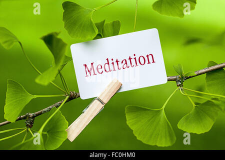 Das Wort "Meditation" in ein Ginkgo-Baum Stockfoto