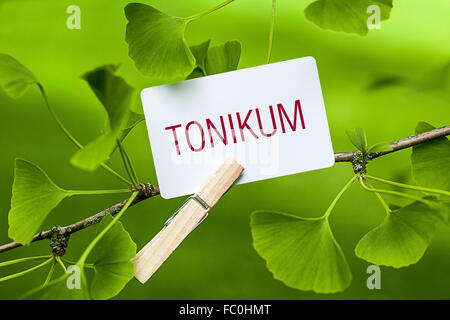 Das Wort "Tonikum in ein Ginkgo-Baum Stockfoto