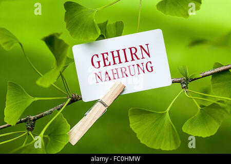 Das Wort "Gehirnnahrung in ein Ginkgo-Baum Stockfoto