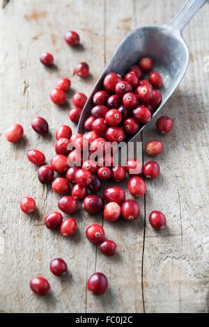 Preiselbeeren in einer Kugel Metall Korn Stockfoto