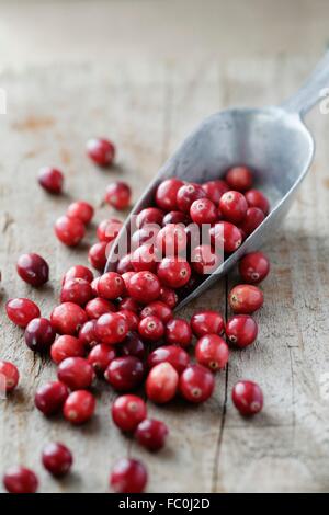 Preiselbeeren in einer Kugel Metall Korn Stockfoto