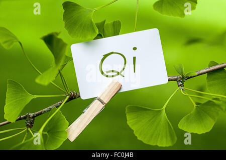 Das Wort "Qi in einem Ginkgobaum Stockfoto