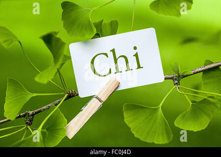 Das Wort "Chi in einem Ginkgobaum Stockfoto