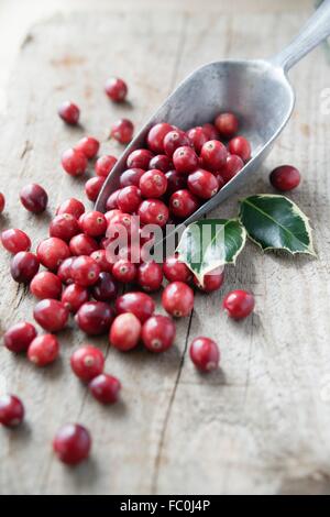 Preiselbeeren in einer Kugel Metall Korn Stockfoto