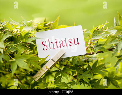 Das Wort "Shiatsu" in einem Fan-Ahorn-Baum Stockfoto