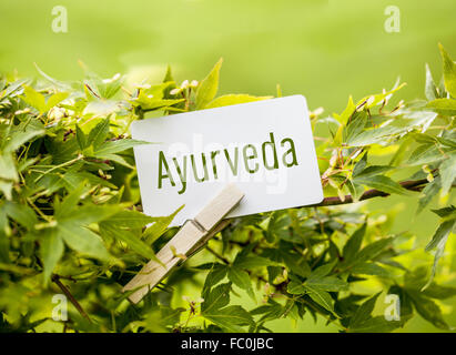 Das Wort "Ayurveda" in einem Fan-Ahorn-Baum Stockfoto