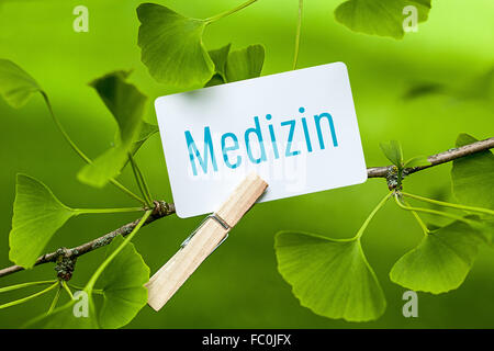 Das Wort "Medizin in einem Ginkgobaum Stockfoto