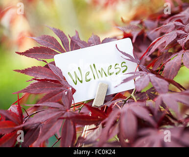 Der Begriff "Wellness" in einem Fan-Ahorn-Baum Stockfoto