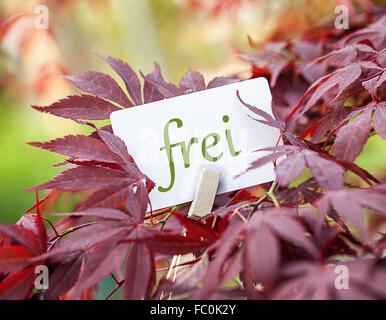 Das Wort "Frei in einem Fan-Ahorn-Baum Stockfoto