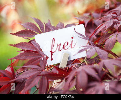 Das Wort "Frei in einem Fan-Ahorn-Baum Stockfoto