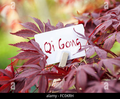 Das Wort "Qi Gong" in einem Fan-Ahorn-Baum Stockfoto