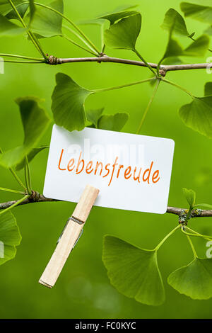 er Wort "Lebensfreude in ein Ginkgo-Baum Stockfoto