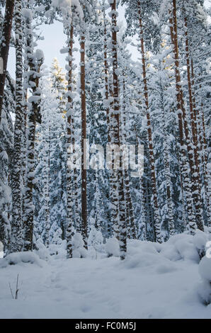 Winter Schnee bedeckten Bäume. Viitna, Estland. Stockfoto