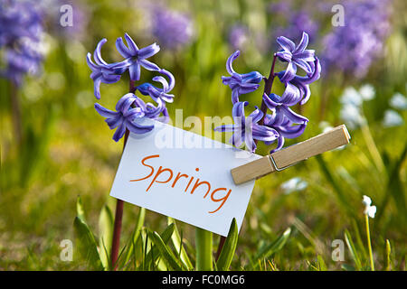 Das Wort "Frühling" mit Hyazinthen Stockfoto