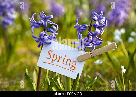 Das Wort "Frühling" mit Hyazinthen Stockfoto