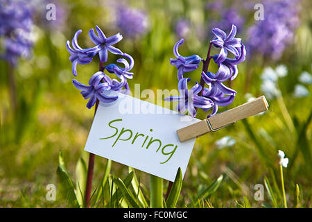 Das Wort "Frühling" mit Hyazinthen Stockfoto