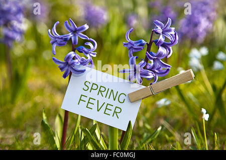 Das Wort "Frühlingsgefühle" mit Hyazinthen Stockfoto