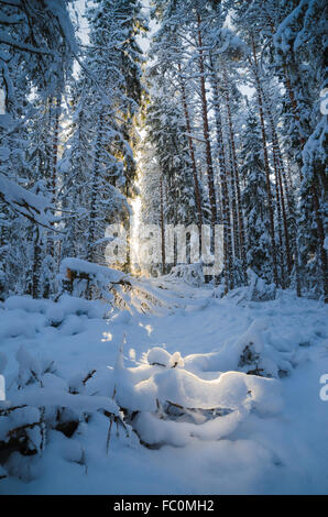 Winter Schnee bedeckten Bäume. Viitna, Estland. Stockfoto