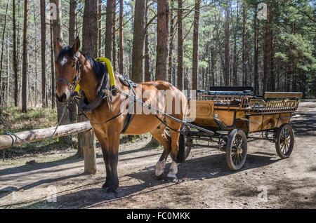 Pferdekutsche in Nahaufnahme Stockfoto