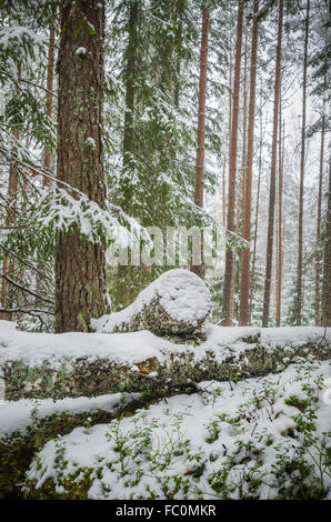 Schnittholz in den verschneiten Winterwald Stockfoto