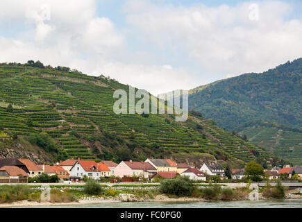 Muster gebildet durch Reihen von Reben im Weinberg Stockfoto