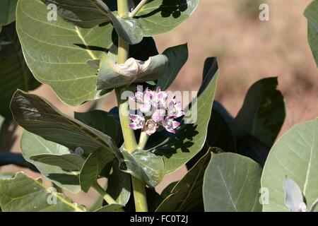 Oscher (Calotropis Procera) Stockfoto