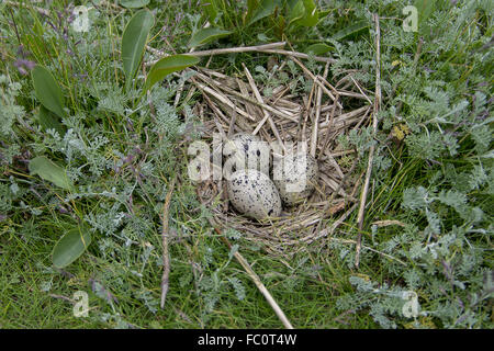 Kupplung von einem Oyster catcher Stockfoto