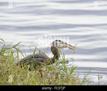 Great Blue Heron Stockfoto