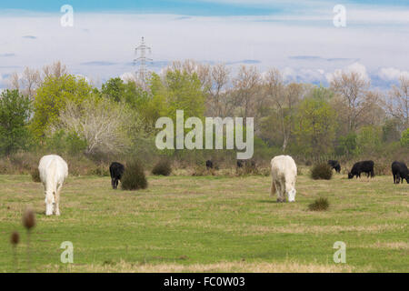 zwei weiße Wildpferde in Frankreich Stockfoto