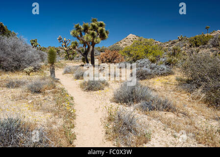 Wandern entlang des Weges zu Warren Gipfel im Joshua Tree Nationalpark, Kalifornien Stockfoto